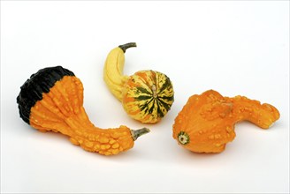 Pumpkins 'Autumn Wings' (Cucurbita pepo), pumpkin, pumpkin, pumpkin, pumpkins