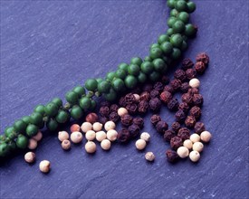 Black pepper (Piper nigrum) and white pepper