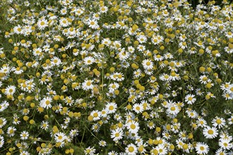 Flowering chamomile (Matricaria chamomilla L.) in a wild, natural flower meadow, Münsterland, North