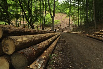 Forest damage in the Sauerland region has caused about 40 % of the spruce stand, especially in