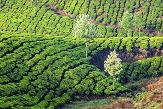 Tea plantations in the morning. Kerala, India, Asia