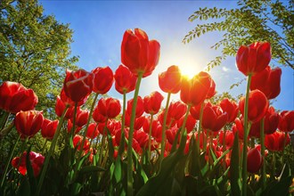 Blooming red tulips against blue sky background with sun from low vantage point. Netherlands