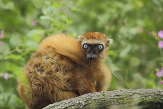 Blue-eyed maki (Eulemur macaco flavifrons), female, adult, captive