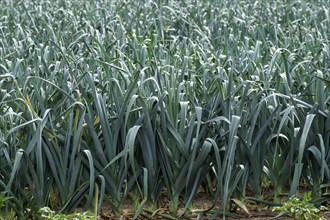 Vegetable field with leeks, Münsterland, North Rhine-Westphalia, Germany, Europe