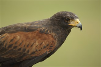 Harris's hawk (Parabuteo unicinctus), Buzzard, portrait, captive