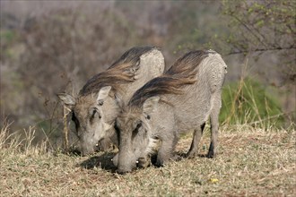 Two kneeling common desert warthog (Phacochoerus aethiopicus) grazing in Mole National Park, Ghana,