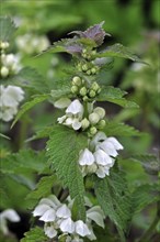 White nettle (Lamium album), white nettle, white deadnettle in flower