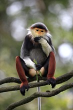 Red-shanked Douc (Pygathrix nemaeus) Langur