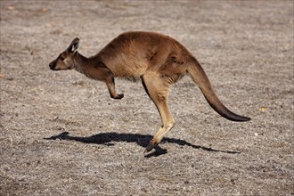 Kangaroo Island Kangaroo (Macropus fuliginosus fuliginosus), Kangaroo Island, Australia, side,