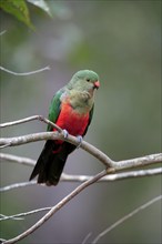 Australian King Parrot, female, New South Wales (Alisterus scapularis scapularis), Australia,