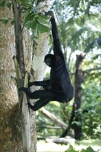 Black Spider Monkey (Ateles paniscus), Black Spider Monkey