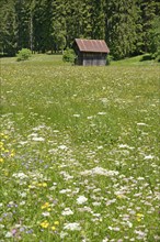 View over a flowering mountain meadow with wooden rick, Stillachtal near Oberstdorf, Allgäu Alps,