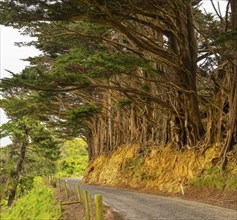 Monterey cypress (Hesperocyparis macrocarpa (Hartw.) Bartel), Big Trees, Otago, New Zealand,