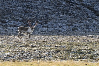 Male Svalbard Reindeer (Rangifer tarandus platyrhynchus), tundra, autumn, Kapp Wijk, Svalbard,