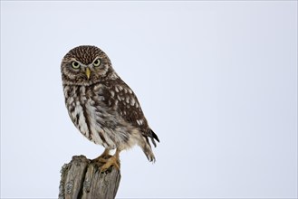 Pygmy Owl (Glaucidium passerinum), adult, in the snow, in winter, perch, alert, Bohemian Forest,