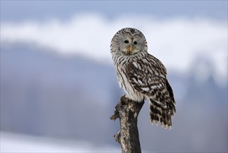 Ural Owl (Strix uralensis), adult, in winter, snow, perch, Bohemian Forest, Czech Republic, Europe