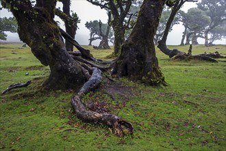 Laurel trees overgrown with moss and plants in the mist, old laurel forest (Laurisilva), stinkwood