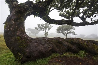 Laurel trees overgrown with moss and plants in the mist, old laurel forest (Laurisilva), stinkwood