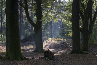 Rays of light in the common beech (Fagus sylvatica), Emsland, Lower Saxony, Germany, Europe