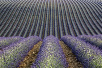 Wavy lavender field, flowering true lavender (Lavandula angustifolia), D56, between Valensole and