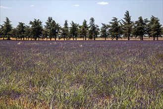 Lavender field with conifers, flowering true lavender (Lavandula angustifolia), near Valensole,