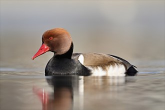 Red-crested pochard (Netta rufina), male swimming, Lake Zug, Switzerland, Europe