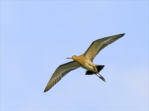 Black-tailed godwit (Limosa limosa), in flight, Texel Island, Netherlands