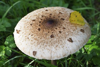 Parasol mushroom (Macrolepiota procera) also known as parasol mushroom or giant umbrella mushroom,