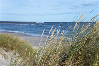 Dunes at Palmestranden, Palm Beach, Frederikshavn, North Jutland, North Jutland, Kattegat, Denmark,