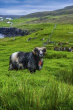 Shetland sheeps in Estuyroy, Faroe islands, Denmark, Europe