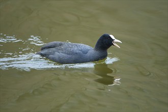 Common coot (Fulica atra), calling swimming in lake, Bavaria, Germany, Europe