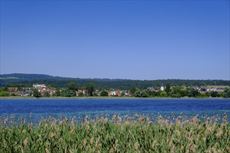 Reed and Lake Constance, Mettnau Peninsula nature reserve, Radolfzell, Baden-Württemberg, Germany,