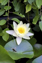 Pink water lily (Nymphaea) Baden-Württemberg, Germany, Europe