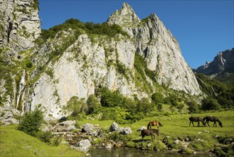 Mountain landscape and semi-wild horses, Lescun, Département Pyrénées-Atlantiques, Region