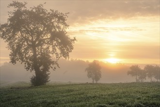 Trees in the fog at sunrise, Black Forest, Germany, Europe