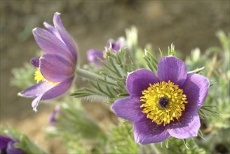 Common pasque flower (Pulsatilla) vulgaris, also known as common pasque flower, pasque flower or