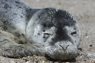 Harbor seal (Phoca vitulina), portrait of a howler, pup on the beach, Lower Saxony Wadden Sea