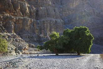 Landscape in the Jebel Harim area, in the Omani enclave of Musandam, Oman, Asia