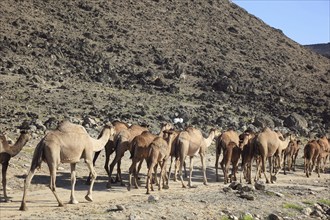 Camel herd in the Dhofar area, Jabal al Qamar, Southern Oman