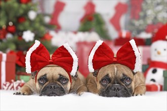 Two French Bulldog dogs wearing Christmas ribbon costume on head in front of seasonal decoration