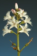 Bog bean (Menyanthes trifoliata) or bitter clover, medicinal plant