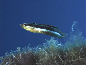 Dussumier's sabre-tooth blenny (Aspidontus dussumieri), female, dive site House Reef, Mangrove Bay,