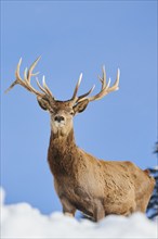 Red deer (Cervus elaphus) stag on a snowy meadow in the mountains in tirol, Kitzbühel, Wildpark