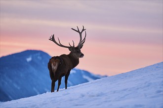 Red deer (Cervus elaphus) stag on a snowy meadow in the mountains in tirol at sunset, Kitzbühel,