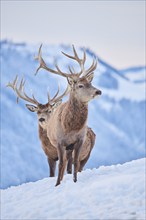 Red deer (Cervus elaphus) stags on a snowy meadow in the mountains in tirol, Kitzbühel, Wildpark