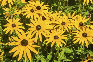 Yellow coneflower (Rudbeckia fulgida) in Ystad, Scania, Sweden, Scandinavia, Europe