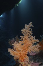 Hemprich's tree coral (Dendronephthya hemprichi) in a cave, light rays in the background, St Johns