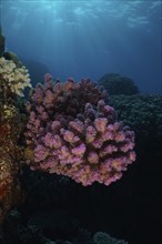 Pawpaw coral (Pocillopora verrucosa) backlit, Abu Dabab reef dive site, Red Sea, Egypt, Africa