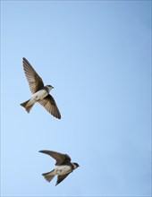 Two sand martins or Rhine martins, nominate form (Riparia riparia riparia) flying in the sun