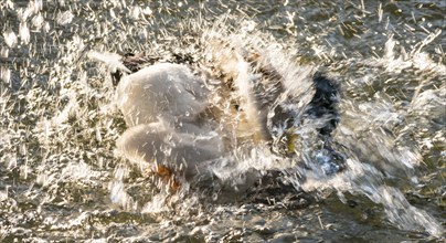 Mallard (Anas platyrhynchos), drake, male in splendid dress, bathing and splashing in the water of